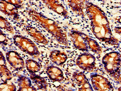 Immunohistochemistry of paraffin-embedded human small intestine tissue using the antibody at dilution of 1:100