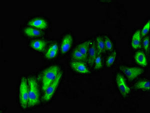 Immunofluorescent analysis of HepG2 cells using VNN1 Antibody at dilution of 1:100 and Alexa Fluor 488-congugated AffiniPure Goat Anti-Rabbit IgG(H+L)Rabbit anti-Human VNN1 Polyclonal Antibody