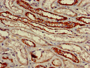 Immunohistochemistry of paraffin-embedded human kidney tissue using VNN1 Antibody at dilution of 1:100Rabbit anti-Human VNN1 Polyclonal Antibody