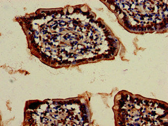Immunohistochemistry of paraffin-embedded human small intestine tissue using the antibody at dilution of 1:100Rabbit anti-Human VPS4B Polyclonal Antibody
