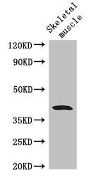 Western Blot | Positive WB detected in: Mouse skeletal muscle tissue | All lanes: WISP1 antibody at 2.8μg/ml | Secondary | Goat polyclonal to rabbit IgG at 1/50000 dilution | Predicted band size: 41, 31, 14, 17, 22 kDa | Observed band size: 41 kDaRabbit anti-Human WISP1 Polyclonal Antibody