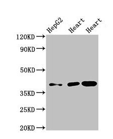 Western Blot  | Positive WB detected in: HepG2 whole cell lysate, Rat heart tissue, Mouse heart tissue  | All lanes: WISP3 antibody at 3.5µg/ml  | Secondary  | Goat polyclonal to rabbit IgG at 1/50000 dilution  | Predicted band size: 40, 42 kDa  | Observed band size: 40 kDaRabbit anti-Human WISP3 Polyclonal Antibody