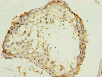 Immunohistochemistry of paraffin-embedded human testis tissue using WNT4 Antibody at dilution of 1:100Rabbit anti-Human WNT4 Polyclonal Antibody