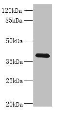 Western blot | All lanes: WNT4 antibody at 8μg/ml + MCF-7 whole cell lysate | Secondary | Goat polyclonal to rabbit IgG at 1/10000 dilution | Predicted band size: 40, 33 kDa | Observed band size: 40 kDaRabbit anti-Human WNT4 Polyclonal Antibody