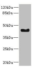 Western blot | All lanes: WNT7B antibody at 2.41μg/ml + Mouse small intestine tissue | Secondary | Goat polyclonal to rabbit IgG at 1/10000 dilution | Predicted band size: 39 kDa | Observed band size: 39 kDaRabbit anti-Human WNT7B Polyclonal Antibody