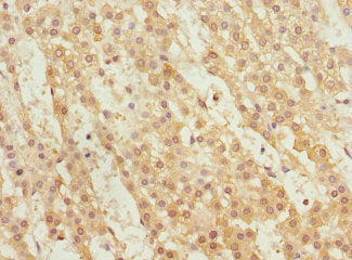 Immunohistochemistry of paraffin-embedded human adrenal gland tissue using WNT9A Antibody at dilution of 1:100Rabbit anti-Human WNT9A Polyclonal Antibody
