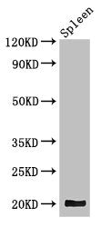 Western Blot  | Positive WB detected in: Mouse spleen tissue  | All lanes: WRB antibody at 3.4μg/ml  | Secondary  | Goat polyclonal to rabbit IgG at 1/50000 dilution  | Predicted band size: 20, 17 kDa  | Observed band size: 20 kDaRabbit anti-Human WRB Polyclonal Antibody
