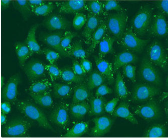 Immunofluorescence staining of U2OS cells with XBP1 Antibody at 1:100, counter-stained with DAPI. The cells were fixed in 4% formaldehyde, permeabilized using 0.2% Triton X-100 and blocked in 10% normal Goat Serum. The cells were then incubated with the antibody overnight at 4°C. The secondary antibody was Alexa Fluor 488-congugated AffiniPure Goat Anti-Rabbit IgG(H+L).Rabbit anti-Human XBP1 Polyclonal Antibody