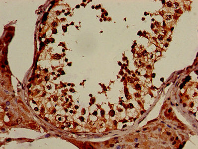 IHC image of XPO1 Antibody diluted at 1:150 and staining in paraffin-embedded human testis tissue performed on a Leica BondTM system. After dewaxing and hydration, antigen retrieval was mediated by high pressure in a citrate buffer (pH 6.0). Section was blocked with 10% normal goat serum 30min at RT. Then primary antibody (1% BSA) was incubated at 4°C overnight. The primary is detected by a biotinylated secondary antibody and visualized using an HRP conjugated SP system.Rabbit anti-Human XPO1 Polyclonal Antibody