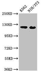 Western Blot  | Positive WB detected in: K562 whole cell lysate, NIH/3T3 whole cell lysate  | All lanes: XPO1 antibody at 3µg/ml  | Secondary  | Goat polyclonal to rabbit IgG at 1/50000 dilution  | Predicted band size: 124 kDa  | Observed band size: 124 kDaRabbit anti-Human XPO1 Polyclonal Antibody