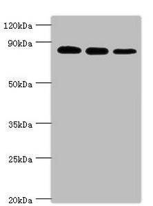 Western blot | All lanes: X-ray repair cross-complementing protein 5 antibody at 2μg/ml | Lane 1: A549 whole cell lysate | Lane 2: MCF-7 whole cell lysate | Lane 3: 293T whole cell lysate | Secondary | Goat polyclonal to rabbit IgG at 1/10000 dilution | Predicted band size: 83 kDa | Observed band size: 83 kDaRabbit anti-Human XRCC5 Polyclonal Antibody