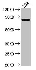 Western Blot  | Positive WB detected in: LO2 whole cell lysate  | All lanes: XRCC5 antibody at 3.5µg/ml  | Secondary  | Goat polyclonal to rabbit IgG at 1/50000 dilution  | Predicted band size: 83 kDa  | Observed band size: 83 kDaRabbit anti-Human XRCC5 Polyclonal Antibody