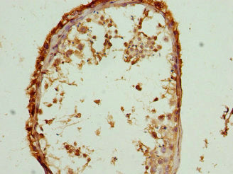Immunohistochemistry of paraffin-embedded human testis tissue using the antibody at dilution of 1:100