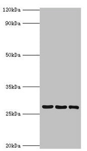 Western blot | All lanes: 14-3-3 protein theta antibody at 4μg/ml | Lane 1: A549 whole cell lysate | Lane 2: Mouse lung tissue | Lane 3: HepG2 whole cell lysate | Secondary | Goat polyclonal to rabbit IgG at 1/10000 dilution | Predicted band size: 28 kDa | Observed band size: 28 kDaRabbit anti-Human YWHAQ Polyclonal Antibody