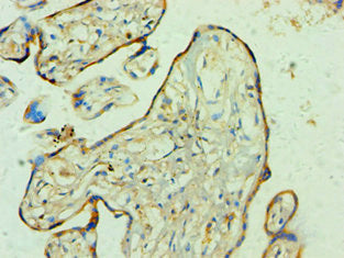 Immunohistochemistry of paraffin-embedded human placenta tissue using YWHAQ Antibody at dilution of 1:100Rabbit anti-Human YWHAQ Polyclonal Antibody