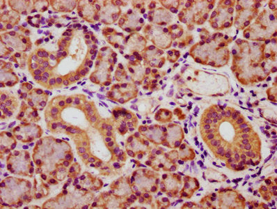 IHC image of YWHAQ Antibody diluted at 1:173 and staining in paraffin-embedded human pancreatic tissue performed on a Leica BondTM system. After dewaxing and hydration, antigen retrieval was mediated by high pressure in a citrate buffer (pH 6.0). Section was blocked with 10% normal goat serum 30min at RT. Then primary antibody (1% BSA) was incubated at 4°C overnight. The primary is detected by a biotinylated secondary antibody and visualized using an HRP conjugated SP system.Rabbit anti-Human YWHAQ Polyclonal Antibody