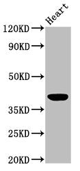 Western Blot  | Positive WB detected in: Mouse heart tissue  | All lanes: LGALS9 antibody at 3µg/ml  | Secondary  | Goat polyclonal to rabbit IgG at 1/50000 dilution  | Predicted band size: 40, 36, 35, 27, 26, 39 kDa  | Observed band size: 40 kDa