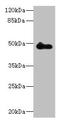 Western blot  | All lanes: ZNF232 antibody at 0.8µg/ml + Mouse heart tissue  | Secondary  | Goat polyclonal to rabbit IgG at 1/10000 dilution  | Predicted band size: 48, 47 kDa  | Observed band size: 48 kDaRabbit anti-Human ZNF232 Polyclonal Antibody