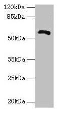 Western blot  | All lanes: ZBTB18 antibody at 14µg/ml + Hela whole cell lysate  | Secondary  | Goat polyclonal to rabbit IgG at 1/10000 dilution  | Predicted band size: 59, 60 kDa  | Observed band size: 59 kDa