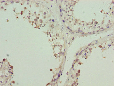 Immunohistochemistry of paraffin-embedded human testis tissue using ZNF264 Antibody at dilution of 1:100Rabbit anti-Human ZNF264 Polyclonal Antibody