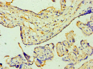 Immunohistochemistry of paraffin-embedded human placenta tissue using ZNF346 Antibody at dilution of 1:100Rabbit anti-Human ZNF346 Polyclonal Antibody