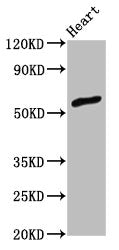 Western Blot | Positive WB detected in: Rat heart tissue | All lanes: ZNF703 antibody at 3μg/ml | Secondary | Goat polyclonal to rabbit IgG at 1/50000 dilution | Predicted band size: 59 kDa | Observed band size: 59 kDa