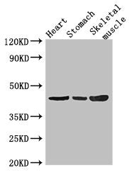 Western Blot  | Positive WB detected in: Mouse heart tissue, Mouse stomach tissue, Mouse skeletal muscle tissue  | All lanes: ZNF707 antibody at 3.4µg/ml  | Secondary  | Goat polyclonal to rabbit IgG at 1/50000 dilution  | Predicted band size: 44 kDa  | Observed band size: 44 kDaRabbit anti-Human ZNF707 Polyclonal Antibody