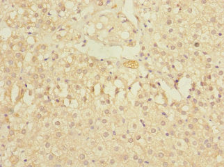 Immunohistochemistry of paraffin-embedded human adrenal gland tissue using ZNF791 Antibody at dilution of 1:100Rabbit anti-Human ZNF791 Polyclonal Antibody