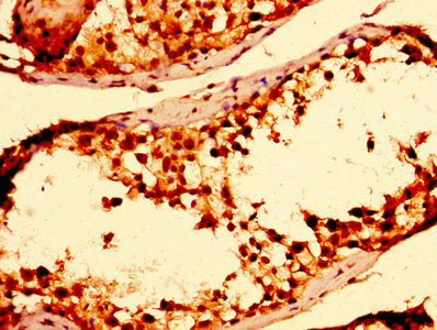 IHC image of TXN Antibody diluted at 1:300 and staining in paraffin-embedded human testis tissue performed on a Leica BondTM system. After dewaxing and hydration, antigen retrieval was mediated by high pressure in a citrate buffer (pH 6.0). Section was blocked with 10% normal goat serum 30min at RT. Then primary antibody (1% BSA) was incubated at 4°C overnight. The primary is detected by a biotinylated secondary antibody and visualized using an HRP conjugated SP system.Rabbit anti-Human TXN Polyclonal Antibody