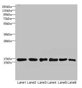 Western blot  | All lanes: SOD1 antibody at 6µg/ml  | Lane 1: Mouse liver tissue  | Lane 2: Mouse brain tissue  | Lane 3: Hela whole cell lysate  | Lane 4: MCF-7 whole cell lysate  | Lane 5: A549 whole cell lysate  | Lane 6: HepG2 whole cell lysate  | Secondary  | Goat polyclonal to rabbit IgG at 1/10000 dilution  | Predicted band size: 16 kDa  | Observed band size: 16 kDaRabbit anti-Human SOD1 Polyclonal Antibody