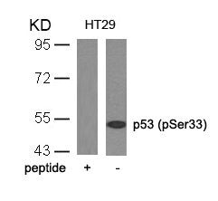 Western blot analysis of extracts from HT29 cells using p53(Phospho-Ser33) Antibody and the same antibody preincubated with blocking peptide.Rabbit anti-Human TP53 Polyclonal Antibody