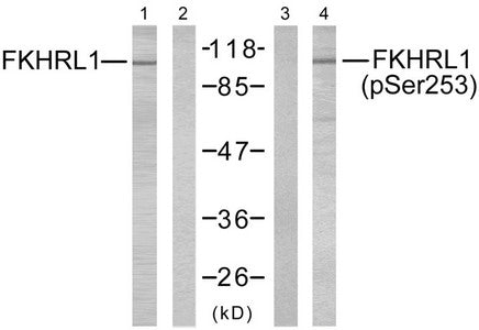 Western blot analysis of extracts from NIH/3T3 cells using FKHRL1 (Ab-253) antibody (Lane 1 and 2) and FKHRL1 (phospho-Ser253) antibody (Lane 3 and 4).Rabbit anti-Human FOXO3 Polyclonal Antibody