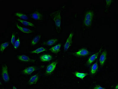 Immunofluorescent analysis of Hela cells using EXTL3 Antibody at dilution of 1:100 and Alexa Fluor 488-congugated AffiniPure Goat Anti-Rabbit IgG(H+L)Rabbit anti-Human EXTL3 Polyclonal Antibody