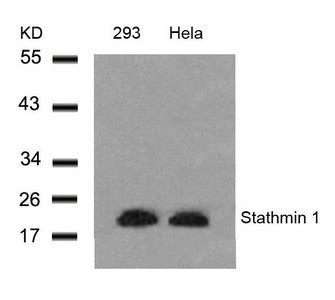 Western blot analysis of extracts from 293 and Hela cells using Stathmin 1(Ab-25) Antibody.Rabbit anti-Human STMN1 Polyclonal Antibody