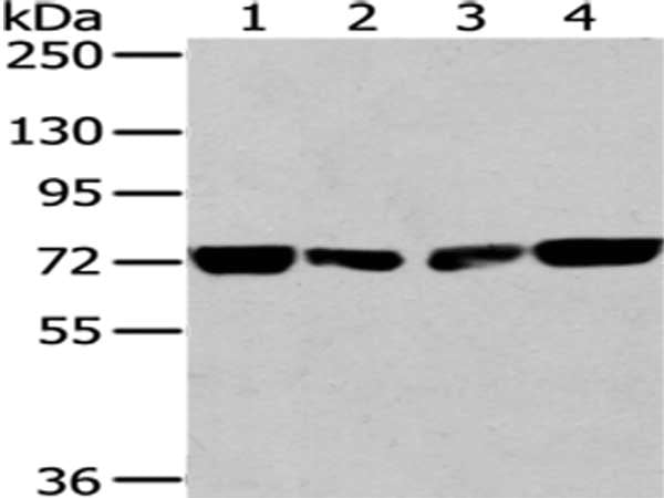 Gel: 6%SDS-PAGE, Lysate: 40 μg, Lane 1-4: HT-29, A172, hela and 293T cell, Primary antibody: HNRNPM Antibody(HNRNPM Antibody) at dilution 1/250 dilution, Secondary antibody: Goat anti rabbit IgG at 1/8000 dilution, Exposure time: 10 secondsRabbit anti-Human HNRNPM Polyclonal Antibody