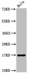 Western Blot  | Positive WB detected in: Hela whole cell lysate  | All lanes: C1D antibody at 3.2µg/ml  | Secondary  | Goat polyclonal to rabbit IgG at 1/50000 dilution  | Predicted band size: 17 kDa  | Observed band size: 17 kDa