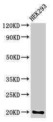 Western Blot  | Positive WB detected in: HEK293 whole cell lysate  | All lanes: PARK7 antibody at 3.4µg/ml  | Secondary  | Goat polyclonal to rabbit IgG at 1/50000 dilution  | Predicted band size: 20 kDa  | Observed band size: 20 kDaRabbit anti-Human PARK7 Polyclonal Antibody