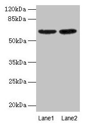 Western Blot  | All lanes: NELFB antibody at 2µg/ml  | Lane 1: NIH/3T3 whole cell lysate  | Lane 2: HL60 whole cell lysate  | Secondary  | Goat polyclonal to rabbit IgG at 1/15000 dilution  | Predicted band size: 66 kDa  | Observed band size: 66 kDaRabbit anti-Human NELFB Polyclonal Antibody