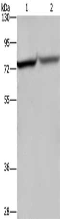 Gel: 6%SDS-PAGE, Lysate: 40 μg, Lane 1-2: Hela cells, 293T cells, Primary antibody: REL Antibody(REL Antibody) at dilution 1/1050, Secondary antibody: Goat anti rabbit IgG at 1/8000 dilution, Exposure time: 5 secondsRabbit anti-Human REL Polyclonal Antibody