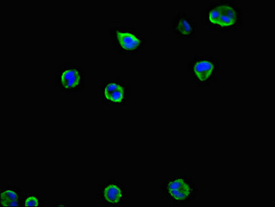 Immunofluorescent analysis of MCF-7 cells using MCL1 Antibody at dilution of 1:100 and Alexa Fluor 488-congugated AffiniPure Goat Anti-Rabbit IgG(H+L)