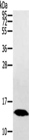 Gel: 8%SDS-PAGE, Lysate: 40 μg, Lane: Human fetal liver tissue, Primary antibody: HINT1 Antibody(HINT1 Antibody) at dilution 1/200, Secondary antibody: Goat anti rabbit IgG at 1/8000 dilution, Exposure time: 5 minutesRabbit anti-Human HINT1 Polyclonal Antibody