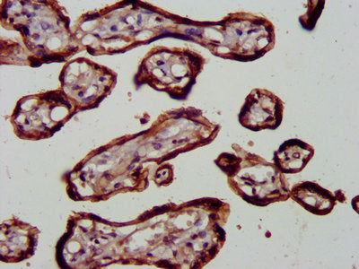 IHC image of RELA Antibody diluted at 1:600 and staining in paraffin-embedded human placenta tissue performed on a Leica BondTM system. After dewaxing and hydration, antigen retrieval was mediated by high pressure in a citrate buffer (pH 6.0). Section was blocked with 10% normal goat serum 30min at RT. Then primary antibody (1% BSA) was incubated at 4°C overnight. The primary is detected by a biotinylated secondary antibody and visualized using an HRP conjugated SP system.Rabbit anti-Human RELA Polyclonal Antibody
