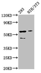 Western Blot  | Positive WB detected in: 293 whole cell lysate, NIH/3T3 whole cell lysate  | All lanes: RELA antibody at 3µg/ml  | Secondary  | Goat polyclonal to rabbit IgG at 1/50000 dilution  | Predicted band size: 61, 59, 60 kDa  | Observed band size: 61 kDaRabbit anti-Human RELA Polyclonal Antibody
