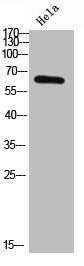 Western Blot analysis of hela cells using NFκB-p65 Polyclonal AntibodyRabbit anti-Human RELA Polyclonal Antibody