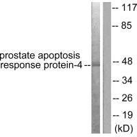 Western blot analysis of extracts from NIH/3T3 cells, using Prostate Apoptosis Response Protein-4 antibody.Rabbit anti-Human PAWR Polyclonal Antibody