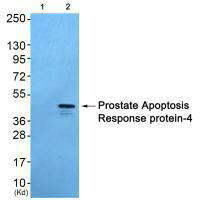 Western blot analysis of extracts from 293 cells(Lane 2), using Prostate Apoptosis Response Protein-4 antiobdy. The lane on the left is treated with synthesized peptide.Rabbit anti-Human PAWR Polyclonal Antibody
