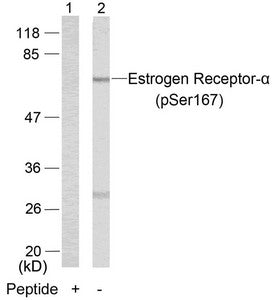 Western blot analysis of extracts from MCF7 cells using Estrogen Receptor-a(Phospho-Ser167) Antibody(Lane 2) and the same antibody preincubated with blocking peptide(Lane1).Rabbit anti-Human ESR1 Polyclonal Antibody