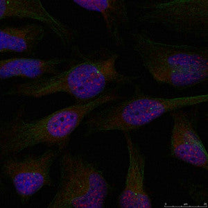 Immunofluorescence staining of methanol-fixed Hela cells using NFkB-p65(Ab-276) Antibody.Rabbit anti-Human RELA Polyclonal Antibody