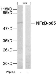 Western blot analysis of extracts from Hela cells using NFkB-p65(Ab-276) Antibody and the same antibody preincubated with blocking peptide.Rabbit anti-Human RELA Polyclonal Antibody