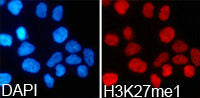 Immunofluorescence analysis of 293T cell using  H3K27me1 antibody. Blue: DAPI for nuclear staining.Rabbit anti-Human HIST3H3 Polyclonal Antibody